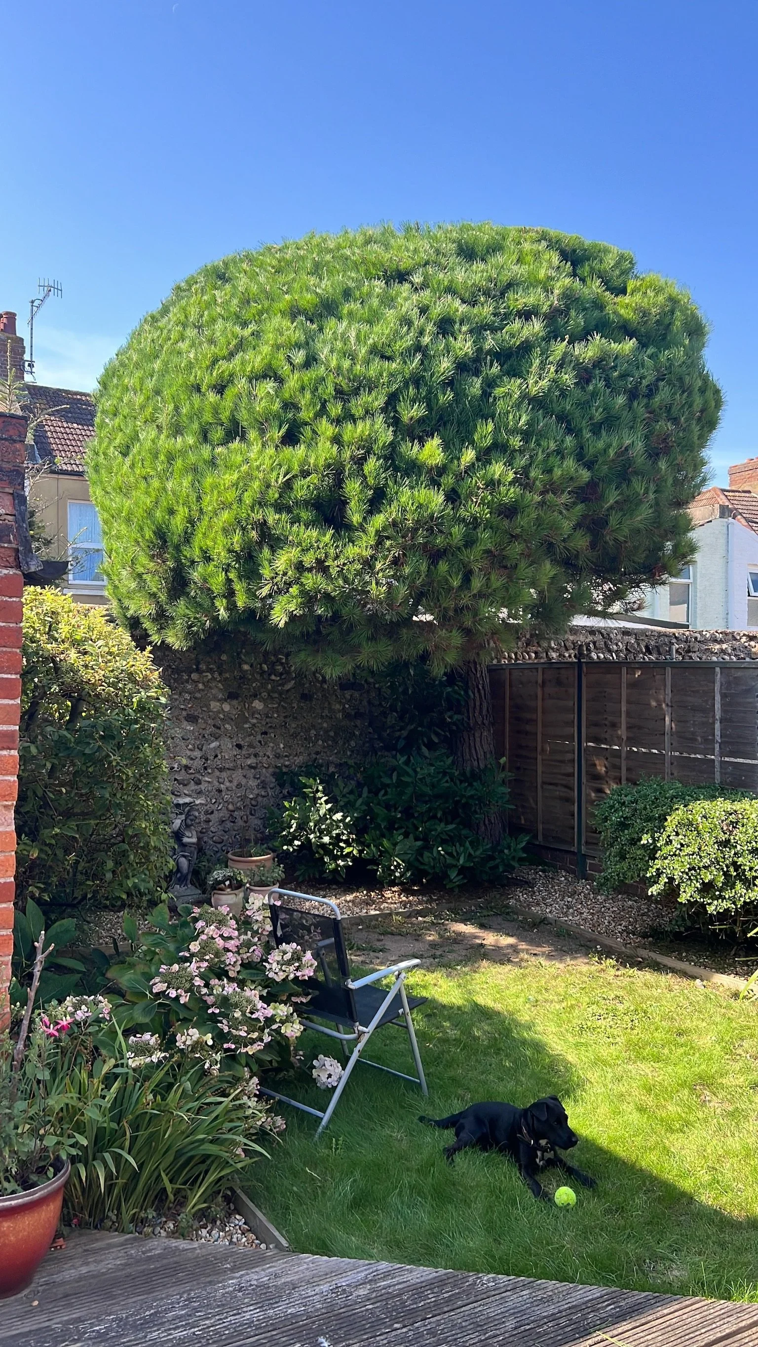 A garden tree shaped into an even, symmetrical crown, photographed in bright sunshine.