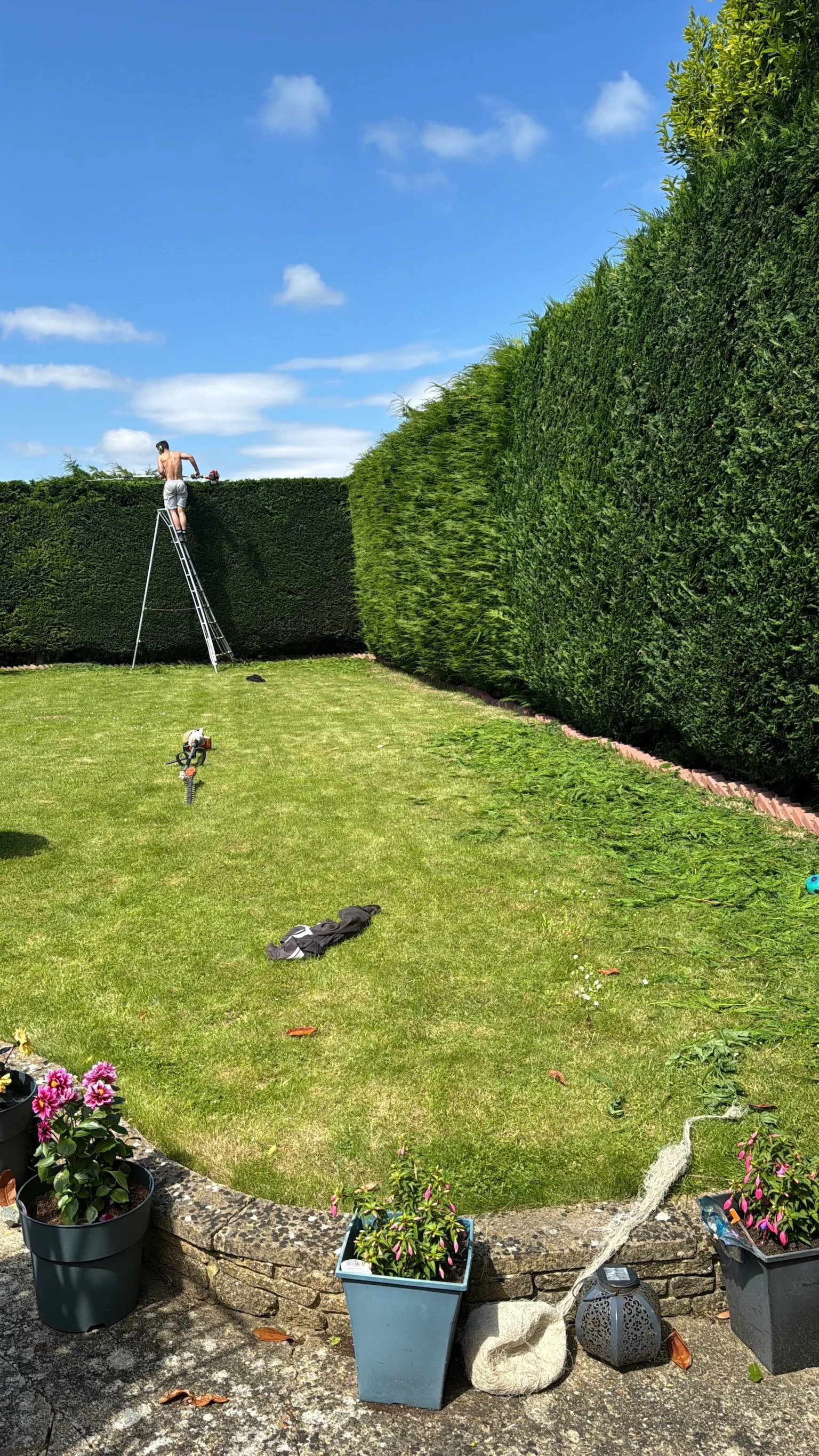 A tall privacy hedge being trimmed from a ladder on a clear sunny day.