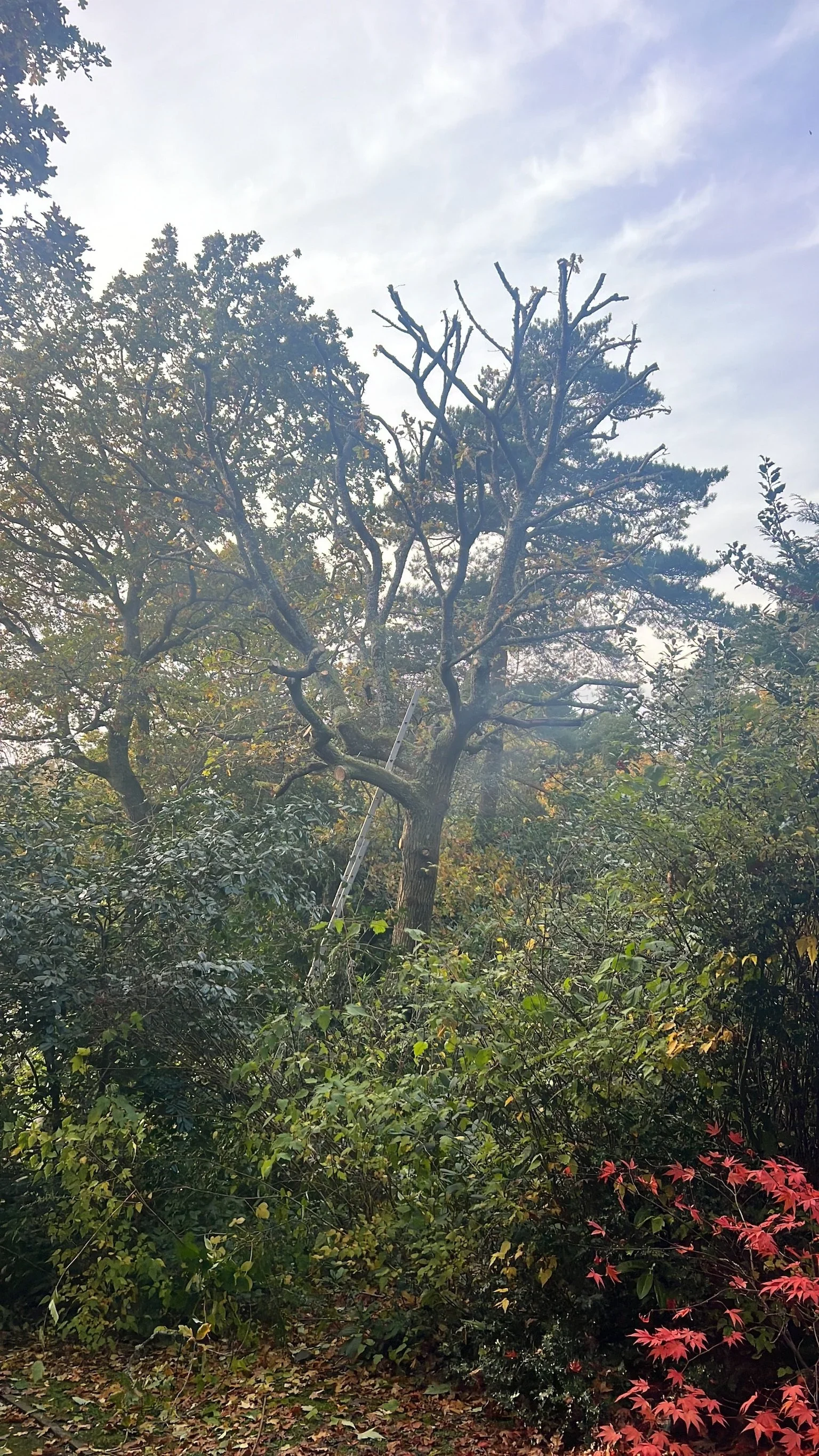 Tree work underway on a misty autumn morning, with turning foliage in the background.