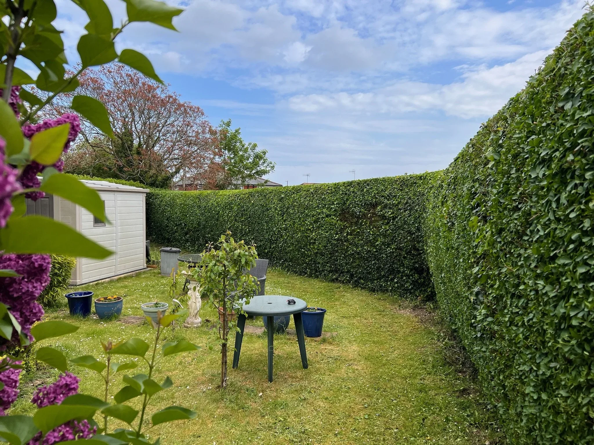 A trimmed garden hedge beside a lilac shrub in flower.