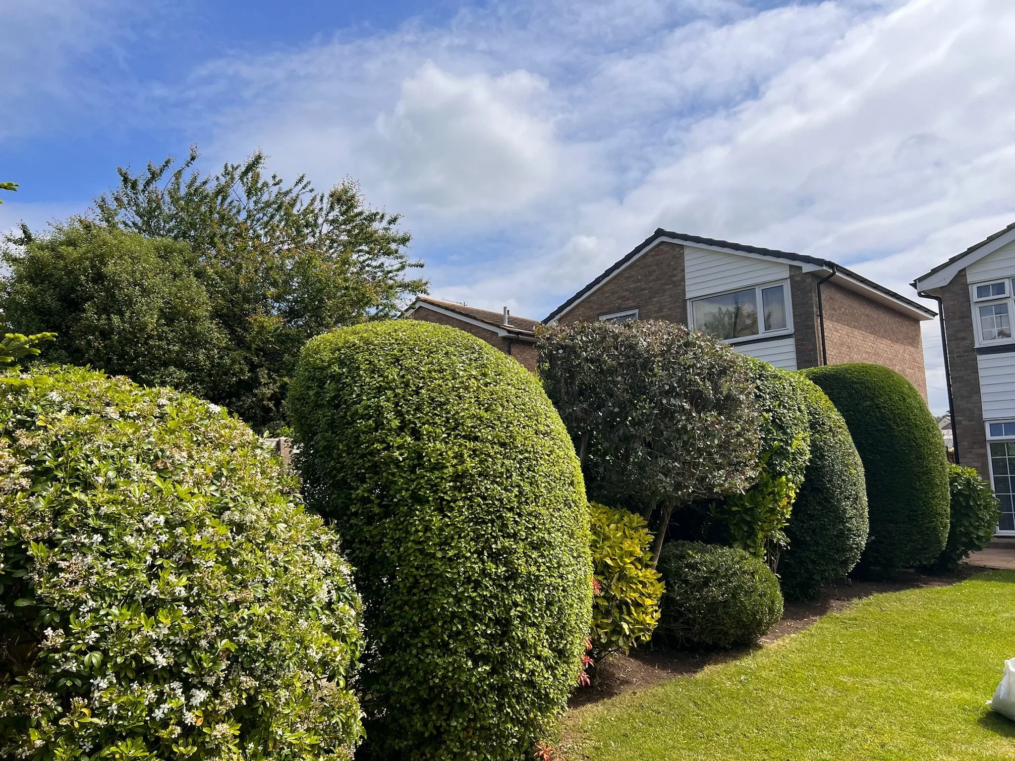 Shaped topiary and trimmed hedges across the front gardens of a residential street.