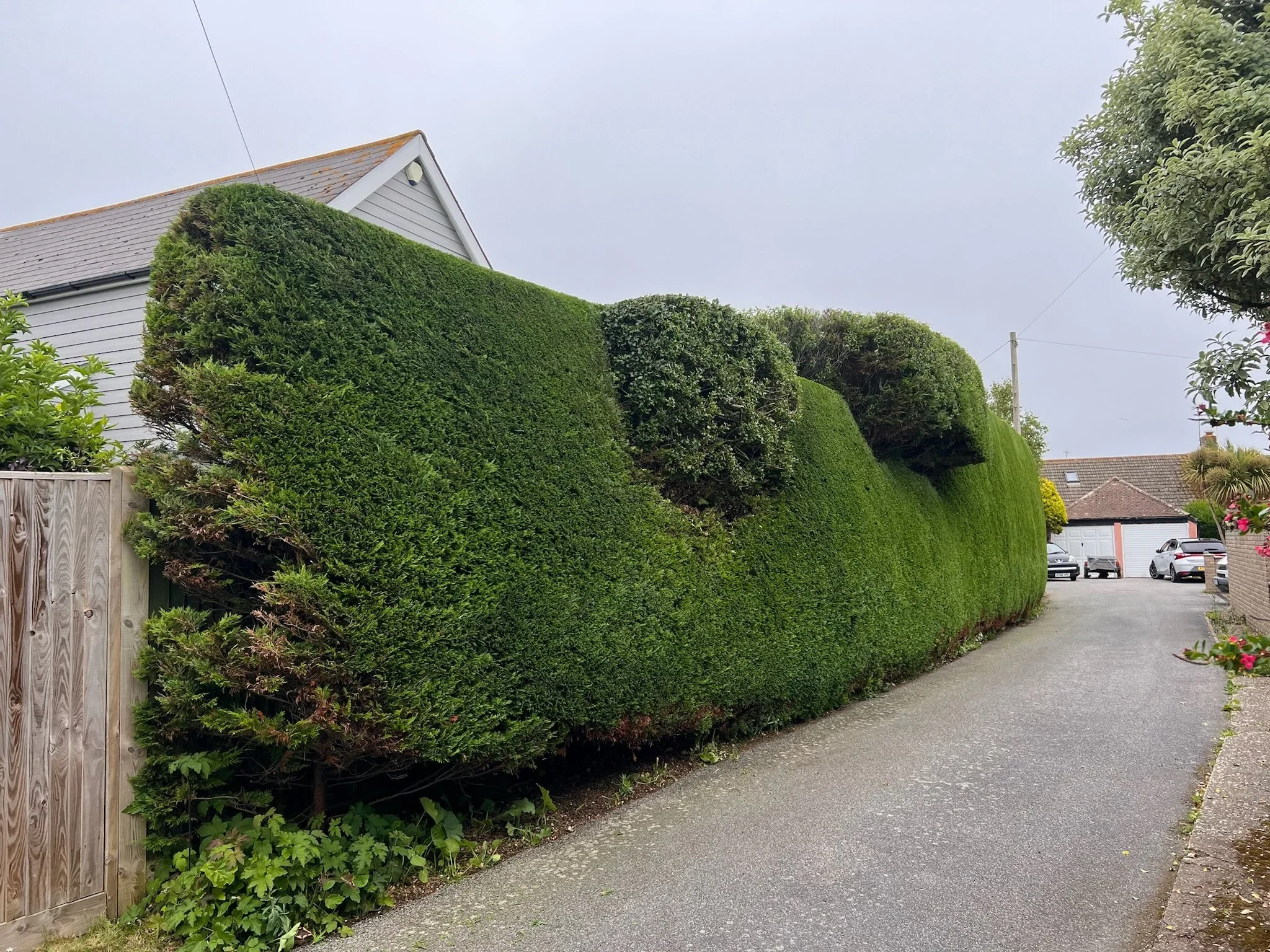 A long hedge running the length of a driveway, cut with straight, square edges.