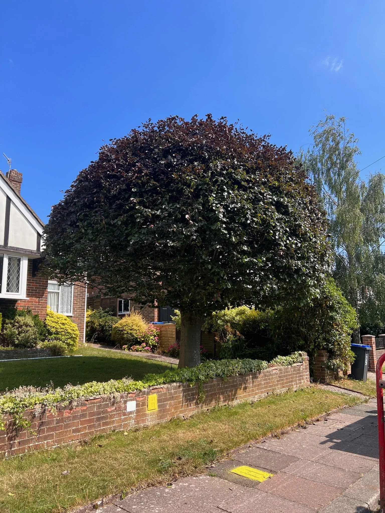 A neatly rounded crown-reduced tree outside a house on a residential street.