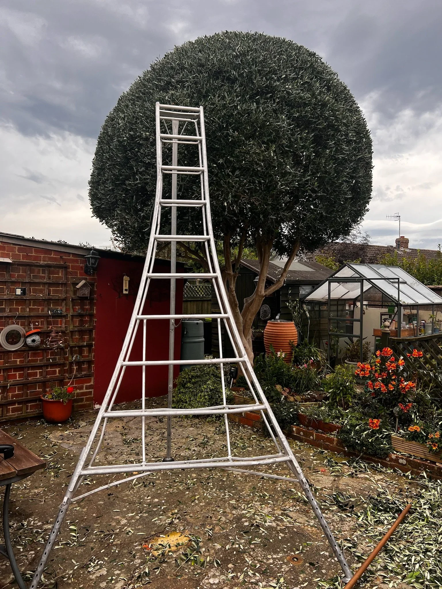 A round topiary tree part-way through shaping, with a tripod ladder resting against it.