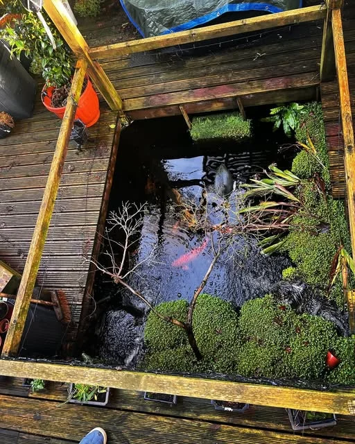 A koi pond beneath garden decking, with fish visible in clear water.
