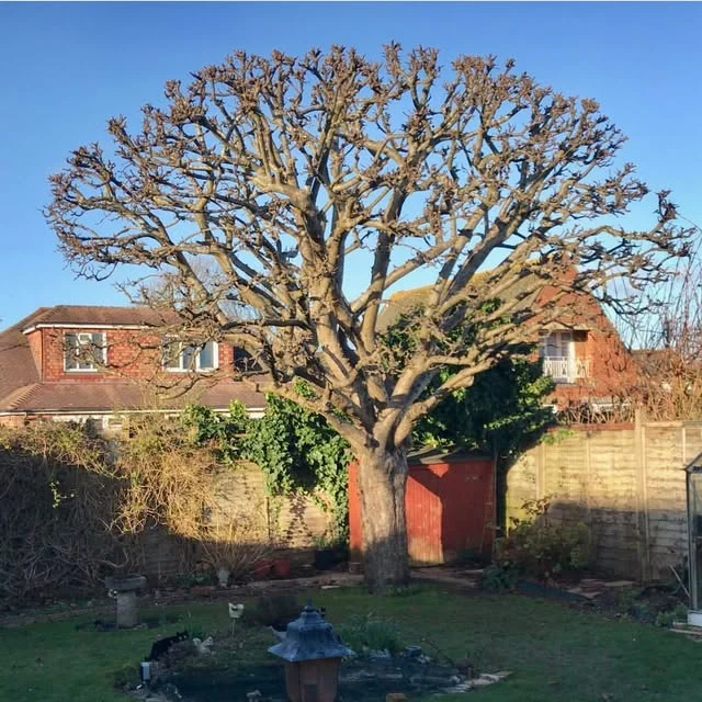 A large mature tree over a residential garden, reduced back from the roofline.
