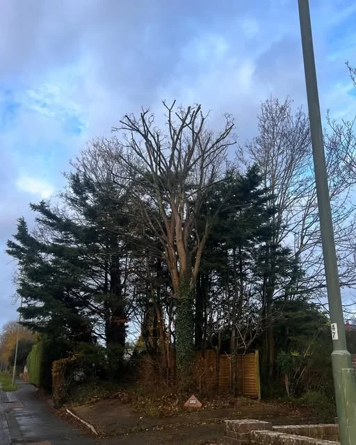 Tall conifers being taken down in sections against a clear sky.