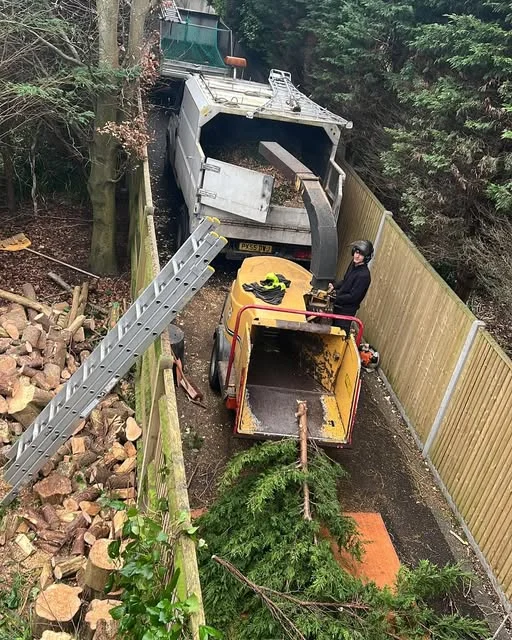 Brash being fed into the chipper on site, with the truck backed up to the job.