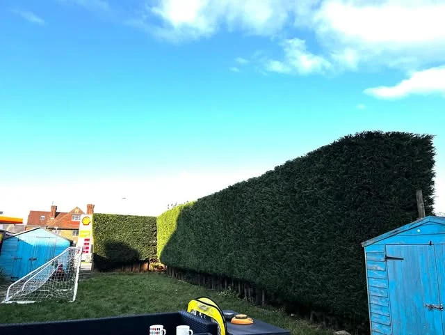 A tall hedge cut square against a clear blue sky.